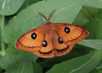 Nagelfleck (Aglia tau ) - © Leo Kuzmits